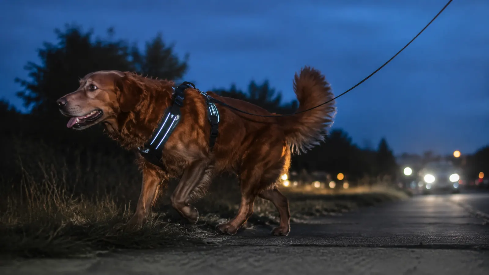 A dog wearing a reflective harness walking at dusk along a road with soft headlights approaching